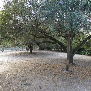 Jan. 2022 - Africa Loop - Plains of East Africa - Grevy's Zebra Exhibit
