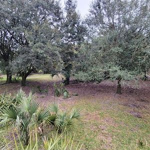Jan. 2022 - Africa Loop - Plains of East Africa - Eastern Bongo/Yellow-backed Duiker Exhibit (3 of 4 Viewings)