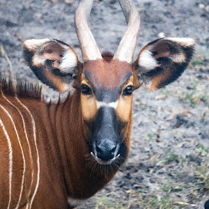 Jan. 2022 - Africa Loop - Plains of East Africa - Eastern Bongo