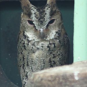 Luzon lowland scops owl - Otus megalotis