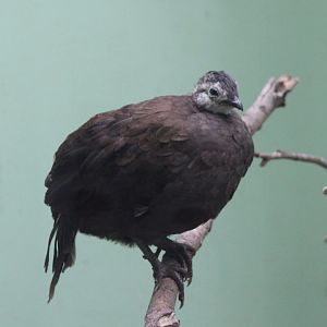 Palawan peacock-pheasant - female