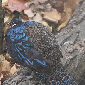 Palawan peacock-pheasant - male