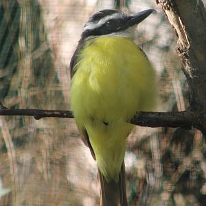 Great kiskadee
