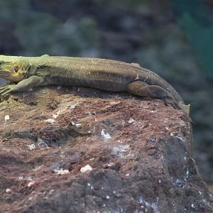 Gran Canaria giant lizard - Gallotia stehlinii