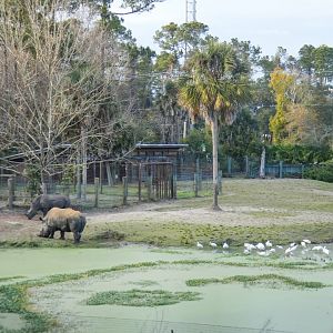 Jan. 2022 - Africa Loop - Plains of East Africa - 1.75 Acre Savannah (Four Species)