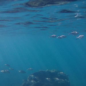 Trachinotus ovatus and Lithognathus mormyrus