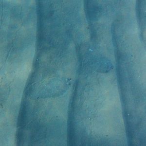Some kind of Flatfish