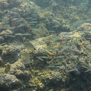 Diplodus puntazzo and Atherina sp