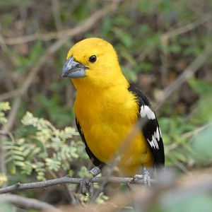 Yellow grosbeak