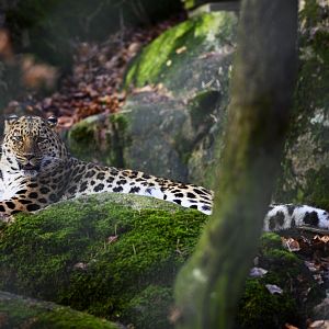 Amur Leopard
