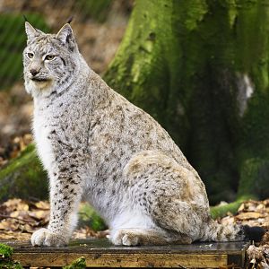Eurasian Lynx