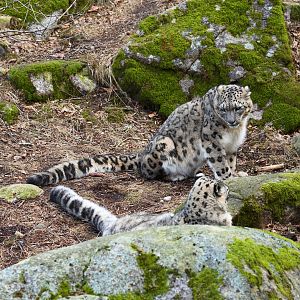 Snow Leopards