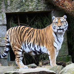 Siberian Tiger