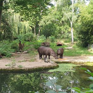 South American tapir/ White-nosed coati exhibit