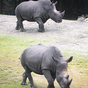 Jan. 2022 - Africa Loop - Plains of East Africa - Southern White Rhinos