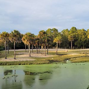 Jan. 2022 - Africa Loop - Plains of East Africa - 1.75 Acre Savannah (Four Species)