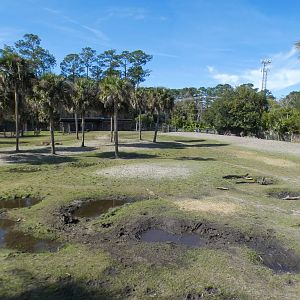 Jan. 2022 - Africa Loop - Plains of East Africa - 1.75 Acre Savannah (Four Species)