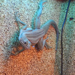 Anzamala Madagascar Swift (Oplurus fierinensis)