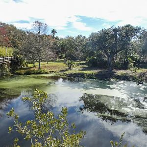 Jan. 2022 - Africa Loop - Plains of East Africa - Eastern Bongo/Yellow-backed Duiker Exhibit (2 of 4 Viewings)