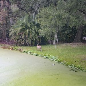 Jan. 2022 - Africa Loop - Plains of East Africa - Cheetah Exhibit