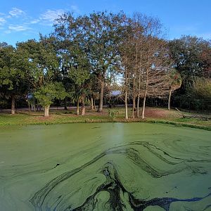 Jan. 2022 - Africa Loop - Plains of East Africa - Cheetah Exhibit