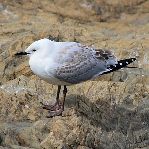Juvenile Red-billed Gull (Larus novaehollandiae scopulinus)