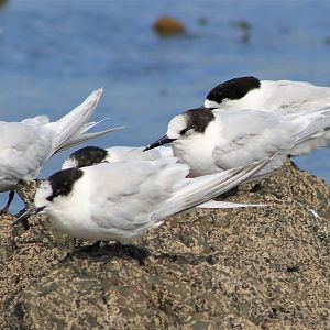 Adult White-fronted Terns (Sterna striata)