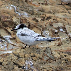 Juvenile White-fronted Tern (Sterna striata)