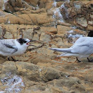 White-fronted Terns (Sterna striata), juvenile and adult