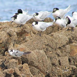 Black Tern (Chlidonias niger) and White-fronted Terns (Sterna striata)
