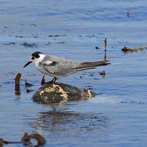 Black Tern (Chlidonias niger)