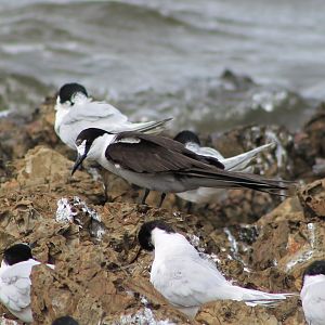 Sooty Tern (Onychoprion fuscatus serratus)