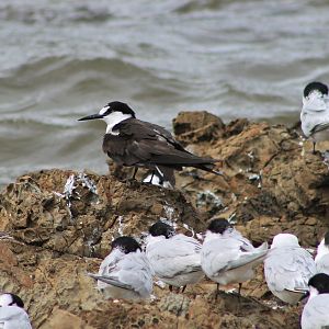 Sooty Tern (Onychoprion fuscatus serratus)