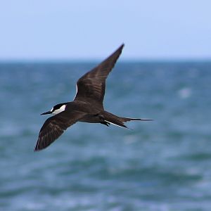 Sooty Tern (Onychoprion fuscatus serratus)