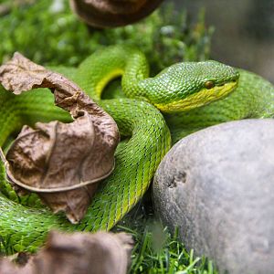 White-lipped pit viper
