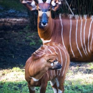 Jan. 2022 - Africa Loop - Plains of East Africa - Eastern Bongos