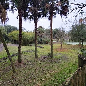Jan. 2022 - Africa Loop - Plains of East Africa - Eastern Bongo/Yellow-backed Duiker Exhibit (1 of 4 Viewings)