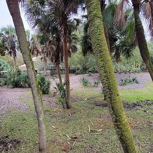 Jan. 2022 - Africa Loop - Plains of East Africa - Eastern Bongo/Yellow-backed Duiker Exhibit (1 of 4 Viewings)