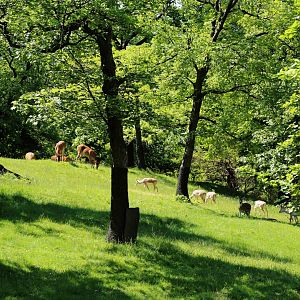 Barasingha, Chital and Blackbuck Enclosure