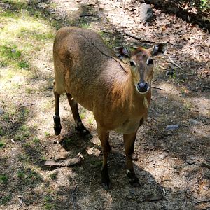 Nilgai, May 2017