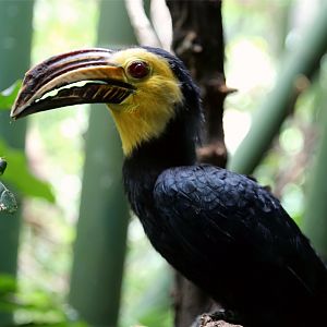 Sulawesi Hornbill (Penelopides exarhatus)
