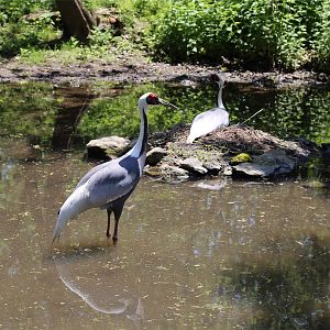White-naped Crane Nesting