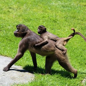 Gelada Mom and Child