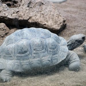 Volcán Darwin Giant Tortoise (Chelonoidis microphyesis), May 2015