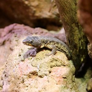 Tropical Girdled Lizard (Cordylus tropidosternum), May 2017
