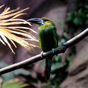 Crimson-rumped Toucanet (Aulacorhynchus haematopygus), May 2017