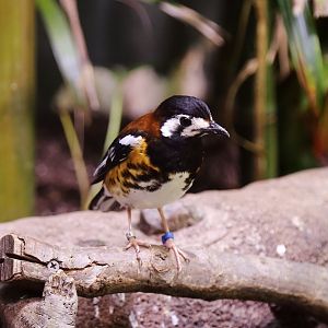 Chestnut-backed Thrush (Geokichla dohertyi), May 2017