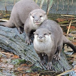 Asian Short Clawed Otters