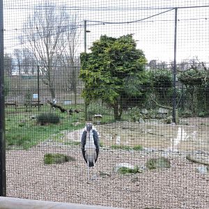 Marabou Stork Aviary