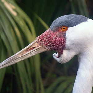 Jan. 2022 - Africa Loop - Plains of East Africa - Wattled Crane